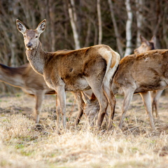 Punahirv (Cervus elaphus)
