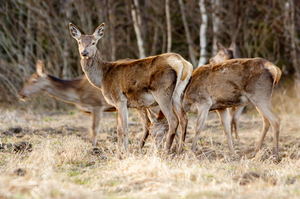 Punahirv (Cervus elaphus)