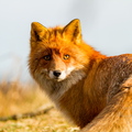 Rebane ehk punarebane (Vulpes vulpes)