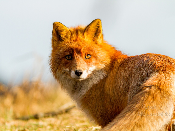 Rebane ehk punarebane (Vulpes vulpes)