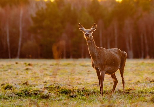  Punahirv (Cervus elaphus)