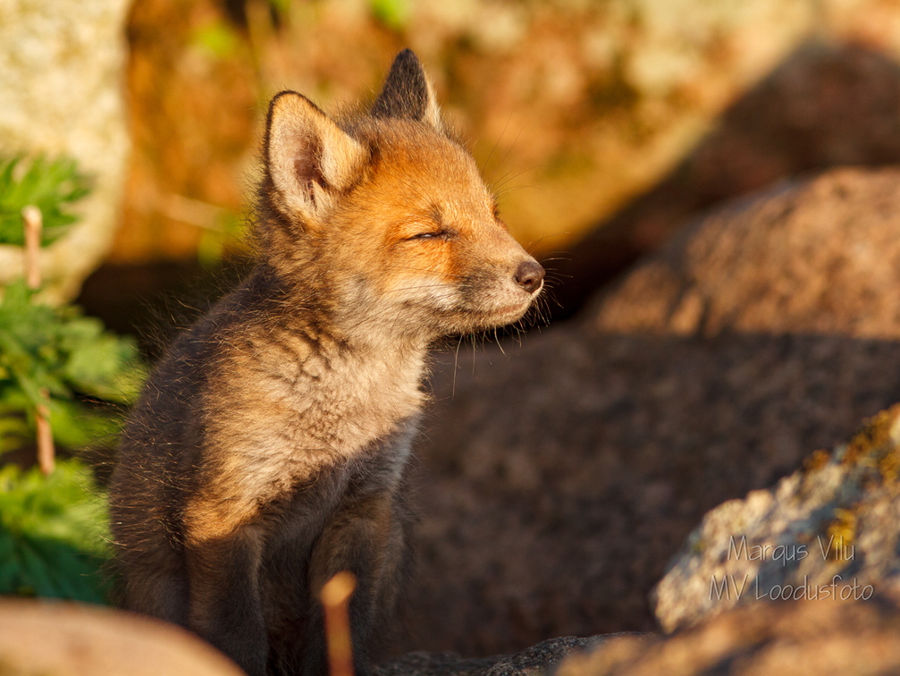  Rebasepoeg päikeseloojangut nautimas