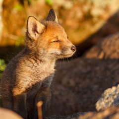  Rebasepoeg päikeseloojangut nautimas