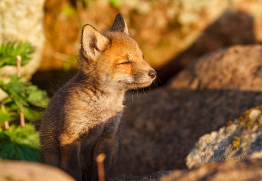  Rebasepoeg päikeseloojangut nautimas