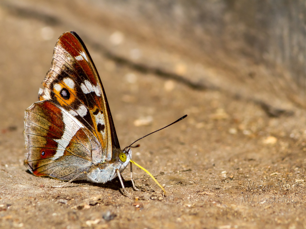  Kiirgliblikas (Apatura F.)