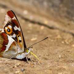  Kiirgliblikas (Apatura F.)