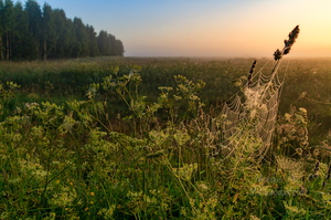  Ämblikuvõrk hommikuses udus