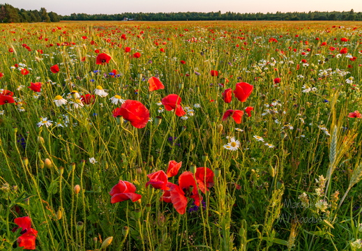  Viljapõld moonidega või vastupidi