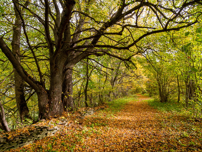  Sügisene metsatee väärikate puude all