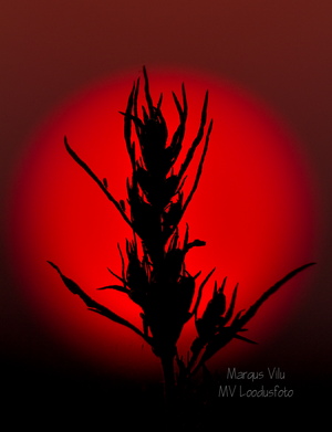  Kõrreline punases päikesekettas