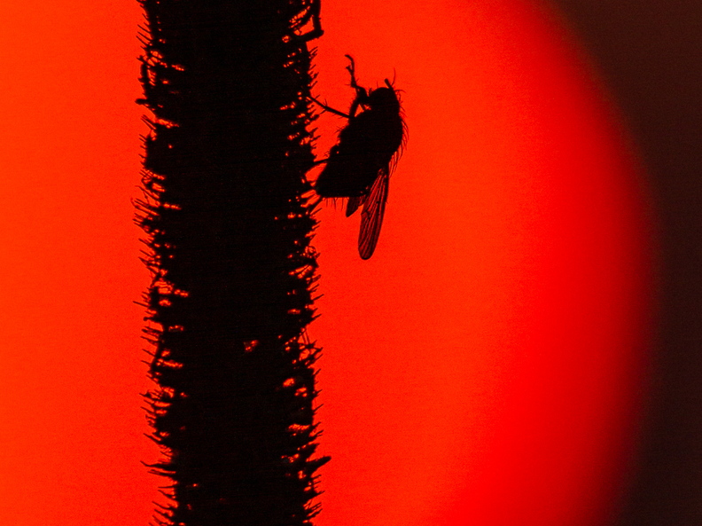  Kärbes kõrrel päikestõusu nautimas