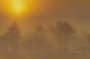 Päikesetõus uduses rabas