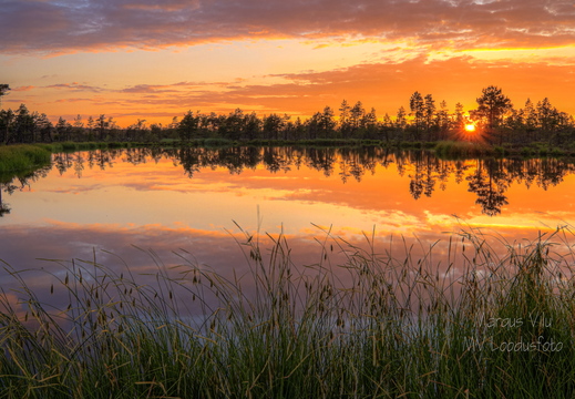 Päikeseloojang lauka serval.