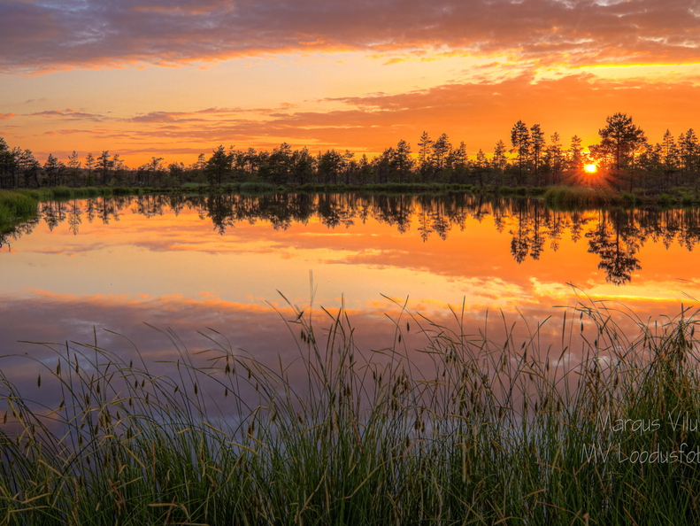 Päikeseloojang lauka serval.