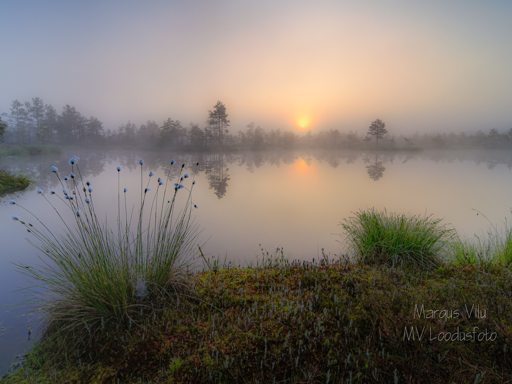 Päikese tõus nautimine rabalauka serval