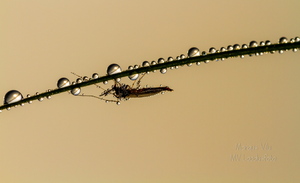 Uinuv sääks varahommikul