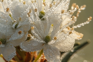  Saaokailu õied kastes