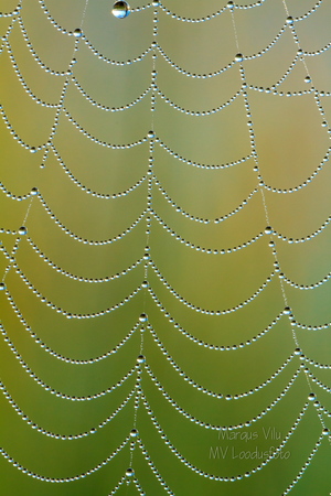  Pärlitega ämblikuvõrk