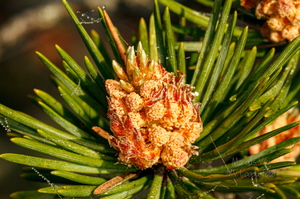  Mänd "õitseb" Kollased isakäebid.