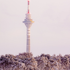 Tallinna tuletorn talvise metsa taga