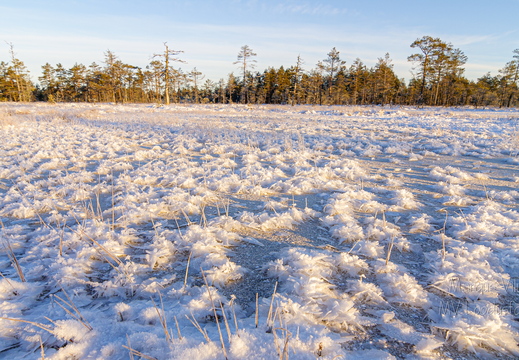 Härmatis rabalaukal