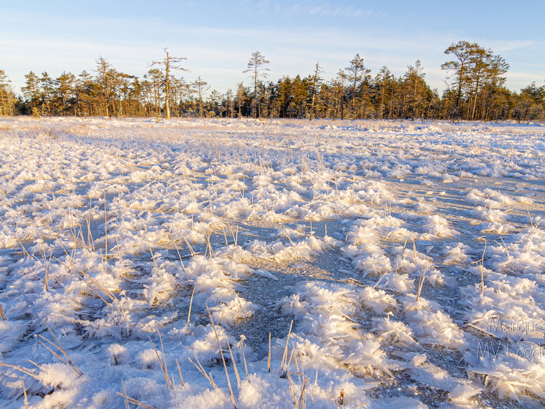 Härmatis rabalaukal