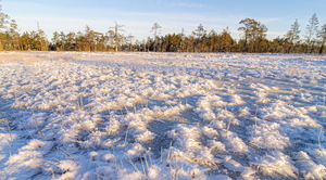Härmatis rabalaukal