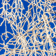 Härmas kaskeokste muster