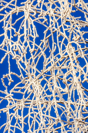 Härmas kaskeokste muster