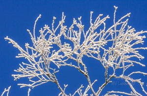 Härmatis okstel sinisel taustal