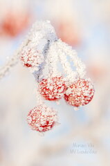 Härmas punased marjad