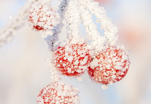 Härmas punased marjad