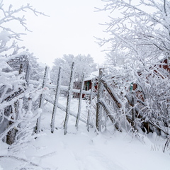 Vana ja härmas värv
