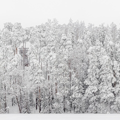 Lumme mattunud metsa panoraam