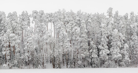 Lumme mattunud mets
