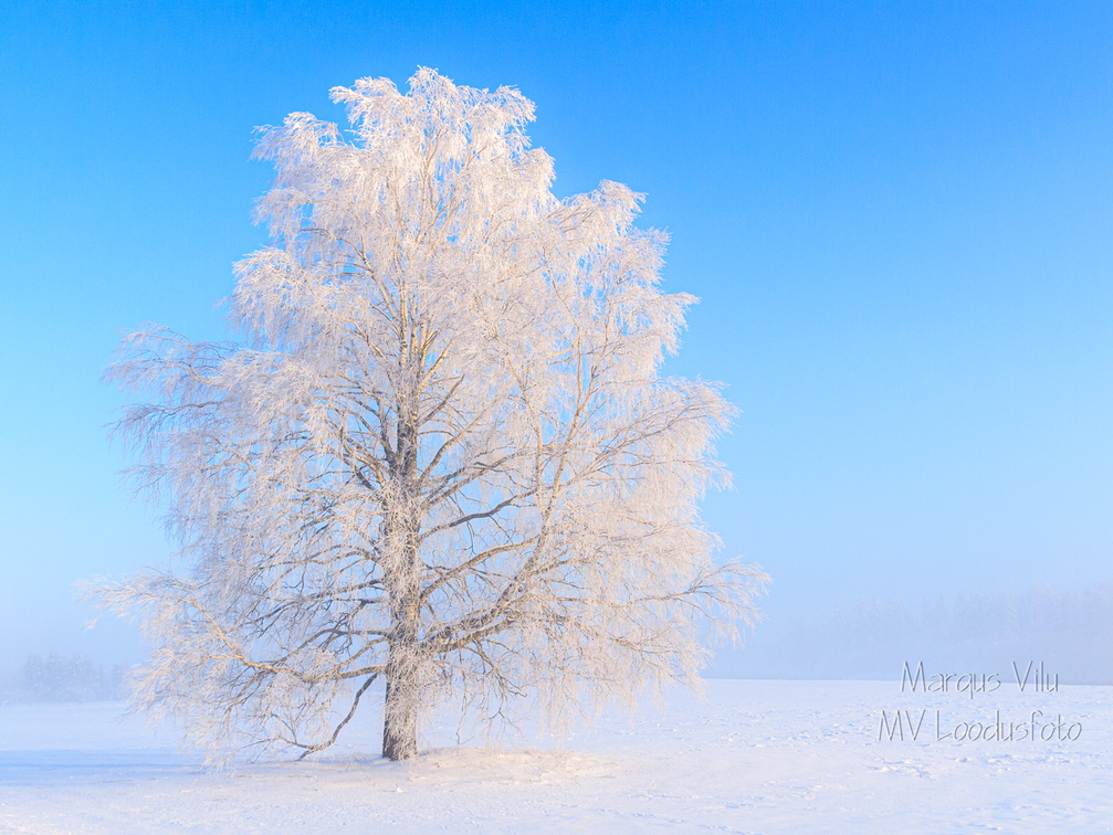 Härmatisest valge kask