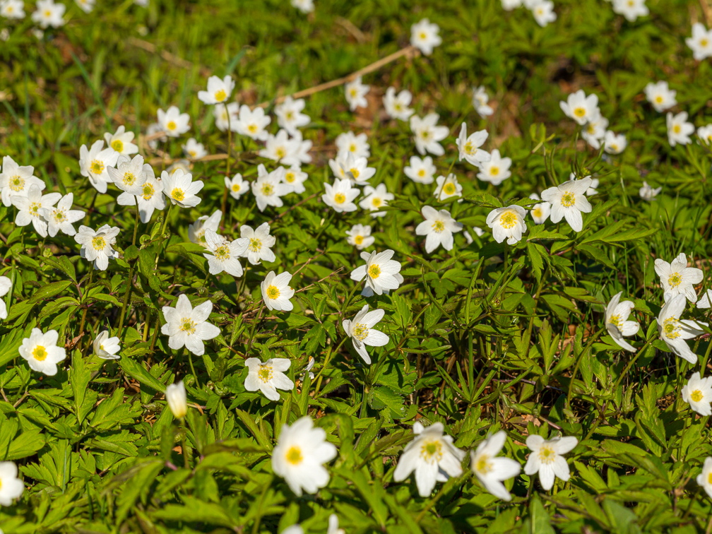 Võsaülane (Anemone nemorosa) panoraam