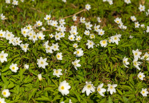 Võsaülane (Anemone nemorosa) panoraam