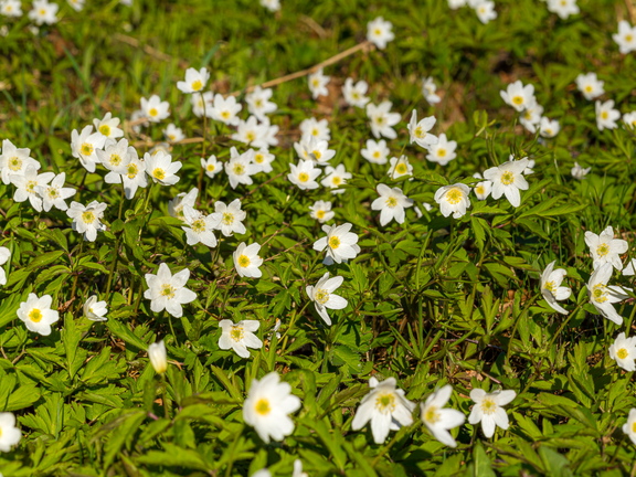Võsaülane (Anemone nemorosa) panoraam