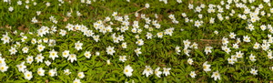 Võsaülane (Anemone nemorosa) panoraam