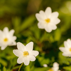 Võsaülane (Anemone nemorosa)