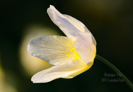 Võsaülane (Anemone nemorosa)