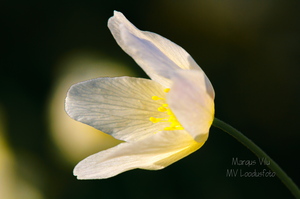 Võsaülane (Anemone nemorosa)