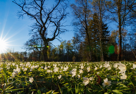 Võsaülane (Anemone nemorosa)