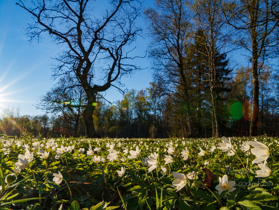 Võsaülane (Anemone nemorosa)