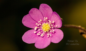 Roosa harilik sinilill (Hepatica nobilis)
