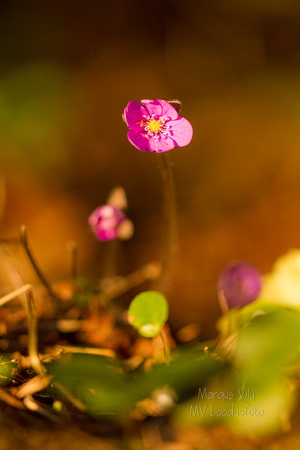 Roosa harilik sinilill (Hepatica nobilis)