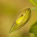 Kaunis kuldking (Cypripedium calceolus)