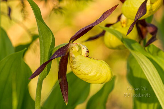 Kaunis kuldking (Cypripedium calceolus)
