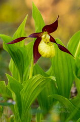 Kaunis kuldking (Cypripedium calceolus)